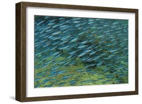 Bluestreak Fusilier (Pterocaesio tile) adults-Colin Marshall-Framed Photographic Print