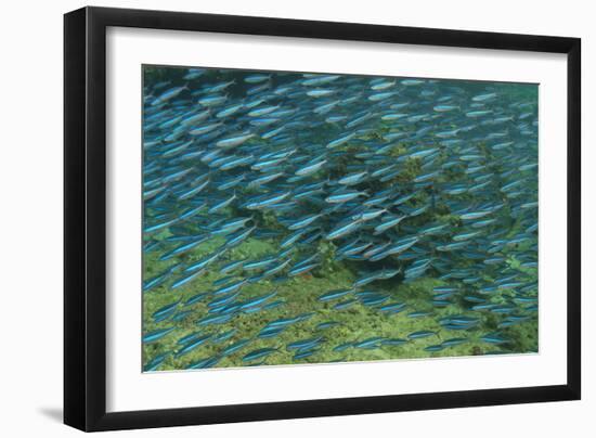 Bluestreak Fusilier (Pterocaesio tile) adults-Colin Marshall-Framed Photographic Print