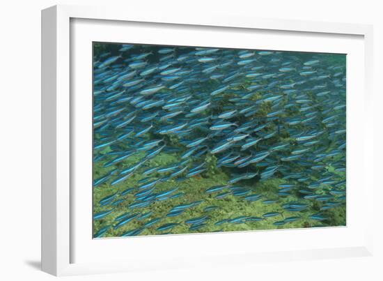 Bluestreak Fusilier (Pterocaesio tile) adults-Colin Marshall-Framed Photographic Print