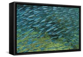 Bluestreak Fusilier (Pterocaesio tile) adults-Colin Marshall-Framed Stretched Canvas