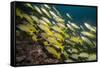 Bluestripe Snapper (Lutjanus Kasmira), Mozambique, Africa-Andrew Davies-Framed Stretched Canvas