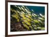 Bluestripe Snapper (Lutjanus Kasmira), Mozambique, Africa-Andrew Davies-Framed Photographic Print