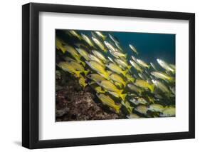 Bluestripe Snapper (Lutjanus Kasmira), Mozambique, Africa-Andrew Davies-Framed Photographic Print