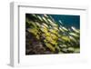 Bluestripe Snapper (Lutjanus Kasmira), Mozambique, Africa-Andrew Davies-Framed Photographic Print