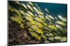 Bluestripe Snapper (Lutjanus Kasmira), Mozambique, Africa-Andrew Davies-Mounted Photographic Print