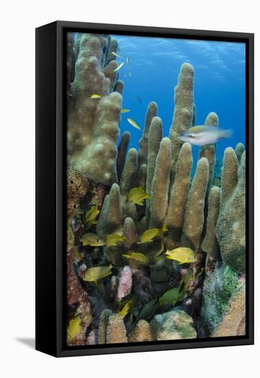 Bluestriped Grunt, Jardines De La Reina National Park, Cuba, Caribbean-Pete Oxford-Framed Stretched Canvas