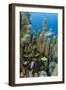 Bluestriped Grunt, Jardines De La Reina National Park, Cuba, Caribbean-Pete Oxford-Framed Photographic Print