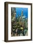 Bluestriped Grunt, Jardines De La Reina National Park, Cuba, Caribbean-Pete Oxford-Framed Photographic Print