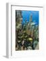 Bluestriped Grunt, Jardines De La Reina National Park, Cuba, Caribbean-Pete Oxford-Framed Photographic Print