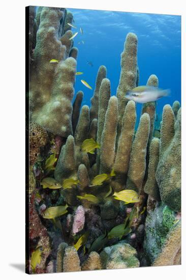 Bluestriped Grunt, Jardines De La Reina National Park, Cuba, Caribbean-Pete Oxford-Stretched Canvas