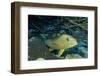 Bluestriped Grunt-Hal Beral-Framed Photographic Print