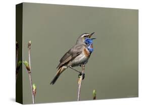 Bluethroat, Male Singing, Switzerland-Rolf Nussbaumer-Stretched Canvas