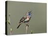 Bluethroat, Male Singing, Switzerland-Rolf Nussbaumer-Stretched Canvas