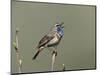 Bluethroat, Male Singing, Switzerland-Rolf Nussbaumer-Mounted Premium Photographic Print