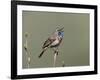 Bluethroat, Male Singing, Switzerland-Rolf Nussbaumer-Framed Photographic Print