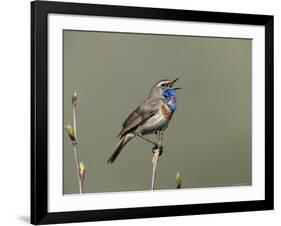 Bluethroat, Male Singing, Switzerland-Rolf Nussbaumer-Framed Photographic Print