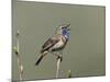 Bluethroat, Male Singing, Switzerland-Rolf Nussbaumer-Mounted Photographic Print