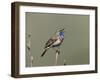 Bluethroat, Male Singing, Switzerland-Rolf Nussbaumer-Framed Photographic Print