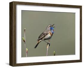 Bluethroat, Male Singing, Switzerland-Rolf Nussbaumer-Framed Photographic Print