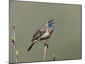 Bluethroat, Male Singing, Switzerland-Rolf Nussbaumer-Mounted Photographic Print