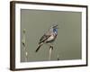 Bluethroat, Male Singing, Switzerland-Rolf Nussbaumer-Framed Photographic Print