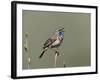 Bluethroat, Male Singing, Switzerland-Rolf Nussbaumer-Framed Photographic Print