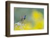 Bluethroat perched on a rock in the mountains, Spain-Juan Carlos Munoz-Framed Photographic Print