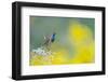 Bluethroat perched on a rock in the mountains, Spain-Juan Carlos Munoz-Framed Photographic Print