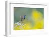 Bluethroat perched on a rock in the mountains, Spain-Juan Carlos Munoz-Framed Photographic Print