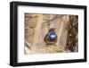Bluethroat singing as a courtship display, Germany-Hermann Brehm-Framed Photographic Print