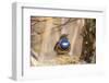 Bluethroat singing as a courtship display, Germany-Hermann Brehm-Framed Photographic Print