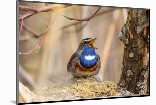 Bluethroat singing as a courtship display, Germany-Hermann Brehm-Mounted Photographic Print
