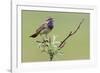 Bluethroat, Singing on his territory-Ken Archer-Framed Photographic Print