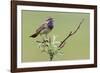 Bluethroat, Singing on his territory-Ken Archer-Framed Photographic Print