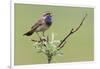 Bluethroat, Singing on his territory-Ken Archer-Framed Photographic Print