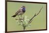 Bluethroat, Singing on his territory-Ken Archer-Framed Photographic Print