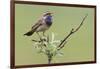 Bluethroat, Singing on his territory-Ken Archer-Framed Photographic Print