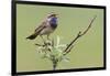 Bluethroat, Singing on his territory-Ken Archer-Framed Photographic Print