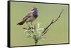 Bluethroat, Singing on his territory-Ken Archer-Framed Stretched Canvas