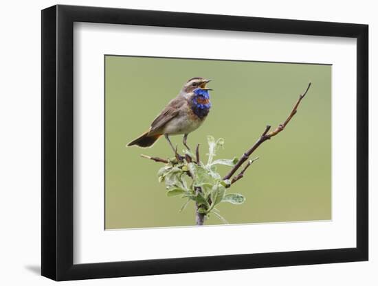 Bluethroat, Singing on his territory-Ken Archer-Framed Photographic Print