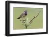 Bluethroat, Singing on his territory-Ken Archer-Framed Photographic Print