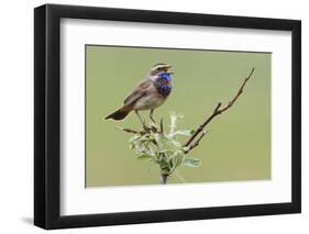 Bluethroat, Singing on his territory-Ken Archer-Framed Photographic Print