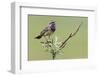 Bluethroat, Singing on his territory-Ken Archer-Framed Photographic Print