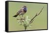 Bluethroat, Singing on his territory-Ken Archer-Framed Stretched Canvas