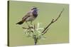 Bluethroat, Singing on his territory-Ken Archer-Stretched Canvas