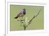 Bluethroat, Singing on his territory-Ken Archer-Framed Premium Photographic Print