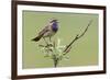 Bluethroat, Singing on his territory-Ken Archer-Framed Premium Photographic Print