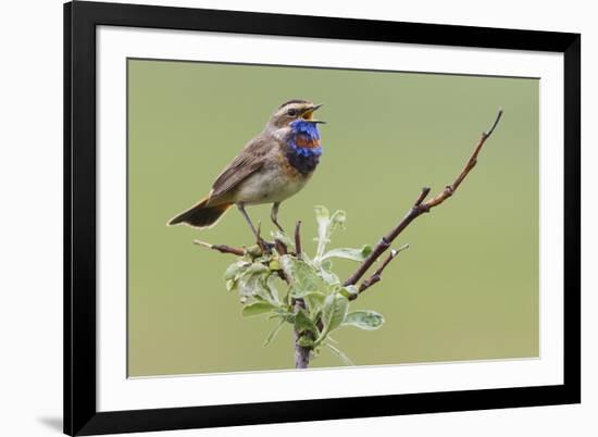 Bluethroat, Singing on his territory-Ken Archer-Framed Premium Photographic Print