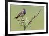 Bluethroat, Singing on his territory-Ken Archer-Framed Premium Photographic Print