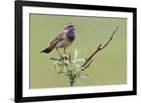 Bluethroat, Singing on his territory-Ken Archer-Framed Premium Photographic Print